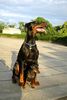 Dobermann Foto: Arnold Halit Pasa (zwergpinscher Afrodithe Golden World ) - certifikat of canisterapie, ZTP - V1A, HD - A (ID 1350) Dobermann Hund