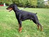 Dobermann Foto: Arnold Halit Pasa - certifikat of canisterapie, ZTP - V1A, HD - A (ID 1349) Dobermann Hund