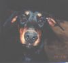 Dobermann Foto: Das ist mein Hund Midas. Er ist 1 jahre alt. (ID 11350) Dobermann Hund