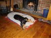 Dobermann Foto: mikey liebt es am kamin (ID 17734) Dobermann Hund