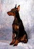 Dobermann Foto: Aramis Halit Pasa (ID 2510) Dobermann Hund