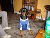 Dobermann Foto: bin ich nicht schön (ID 21834) Dobermann Hund
