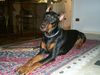 Dobermann Foto: Nikita (ID 8696) Dobermann Hund