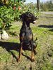 Dobermann Foto: Mein strullihund Oleika (ID 26856) Dobermann Hund