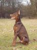 Dobermann Foto (ID 21316) Dobermann Hund