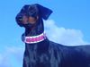 Dobermann Foto: Hoch hinaus... (ID 16270) Dobermann Hund