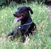 Dobermann Foto: Arnold Halit Pasa (Gino Gomez del Citone x ICH Frezie Bohemia Gotika ) (ID 1658) Dobermann Hund