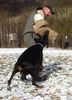 Dobermann Foto: Gino Gomez del Citone x Frezie Bohemia Gotika (ID 2512) Dobermann Hund