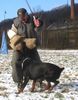 Dobermann Foto: Gino Gomez del Citone x Frezie Bohemia Gotika (ID 2511) Dobermann Hund
