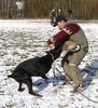 Dobermann Foto: Gino Gomez del Citone x Frezie Bohemia Gotika (ID 2517) Dobermann Hund