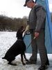 Dobermann Foto: Gino Gomez del Citone x Frezie Bohemia Gotika (ID 2513) Dobermann Hund