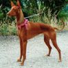 Dobermann Foto: C'est tres belle (ID 20740) Dobermann Hund