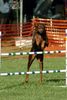 Dobermann Foto: Rubby (ID 23368) Dobermann Hund