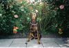 Dobermann Foto: mein dobi (ID 7413) Dobermann Hund