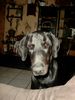 Dobermann Foto: können diese Augen lügen (ID 19459) Dobermann Hund