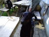 Dobermann Foto: Strullihund Oleika (ID 28366) Dobermann Hund