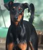 Dobermann Foto: sina in der herbstsonne (ID 36733) Dobermann Hund