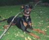 Dobermann Foto: lachende sina (ID 36735) Dobermann Hund