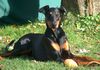 Dobermann Foto: sina in der herbstsonne (ID 36734) Dobermann Hund