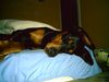 Dobermann Foto: so müde (ID 21832) Dobermann Hund
