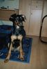 Dobermann Foto: Speedy mit 4 Monaten (ID 26535) Dobermann Hund