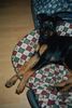 Dobermann Foto: Speedy mit 4 Monaten (ID 26537) Dobermann Hund