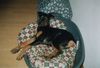 Dobermann Foto: Speedy mit 4 Monaten (ID 26536) Dobermann Hund