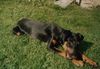 Dobermann Foto: Speedy mit 4 Monaten (ID 26539) Dobermann Hund
