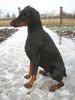 Dobermann Foto: Arnold Halit Pasa (Gino Gomez del Citone x ICH Frezie Bohemia Gotika ) (ID 1661) Dobermann Hund