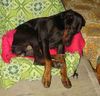 Dobermann Foto: Arnold Halit Pasa (Gino Gomez del Citone x ICH Frezie Bohemia Gotika ) (ID 1659) Dobermann Hund