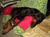 Dobermann Foto: Arnold Halit Pasa (Gino Gomez del Citone x ICH Frezie Bohemia Gotika ) (ID 1660) Dobermann Hund