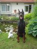 Dobermann Foto: Vigor (ID 32518) Dobermann Hund