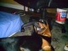 Dobermann Foto: what did you say (ID 21833) Dobermann Hund