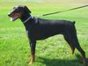 Dobermann Foto: Xynta Xierra z Helfstyna (ID 14232) Dobermann Hund