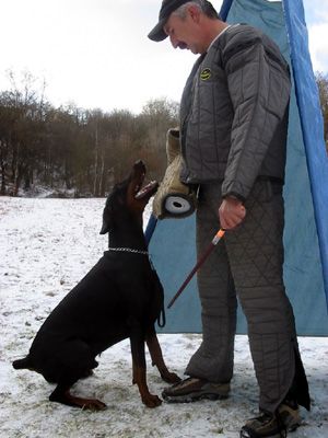 Dobermann Hunde Foto 2513 Dobermann Gino Gomez del Citone x Frezie Bohemia Gotika