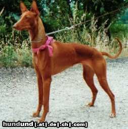 Dobermann Hunde Foto 20740 Dobermann C'est tres belle