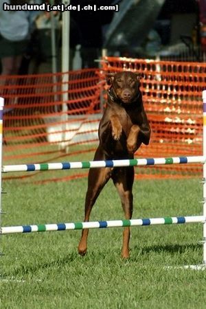 Dobermann Rubby