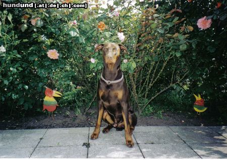 Dobermann Hunde Foto 7413 Dobermann mein dobi