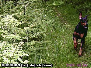 Dobermann Hunde Foto 21980 in höherer Auflösung ansehen Dobermann Mikey