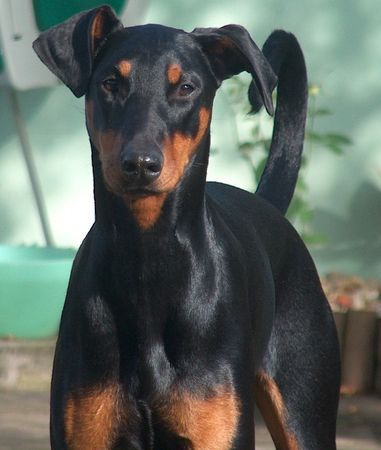 Dobermann Hunde Foto 36733 in höherer Auflösung ansehen Dobermann sina in der herbstsonne