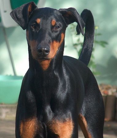 Dobermann sina in der herbstsonne