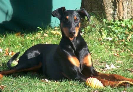 Dobermann Hunde Foto 36734 in höherer Auflösung ansehen Dobermann sina in der herbstsonne