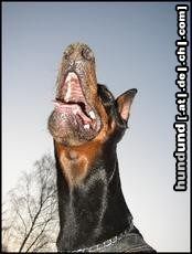 Dobermann Hunde Foto 3758 Dobermann