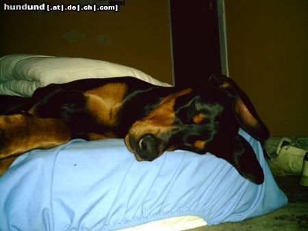 Dobermann Hunde Foto 21832 Dobermann so müde