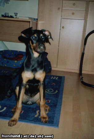 Dobermann Hunde Foto 26535 Dobermann Speedy mit 4 Monaten