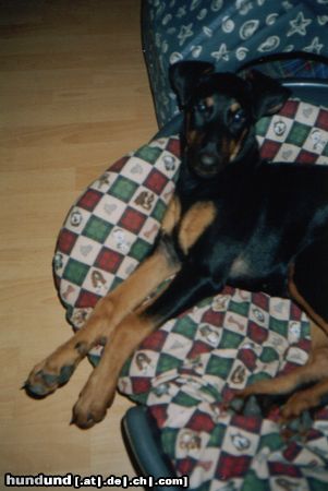 Dobermann Hunde Foto 26537 Dobermann Speedy mit 4 Monaten