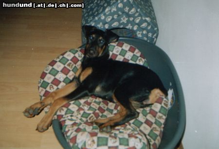 Dobermann Hunde Foto 26536 Dobermann Speedy mit 4 Monaten