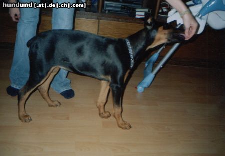 Dobermann Hunde Foto 26540 Dobermann Speedy mit 4 Monaten