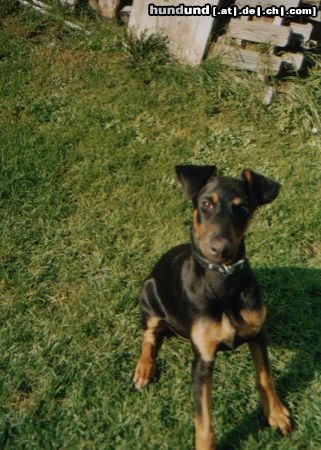 Dobermann Hunde Foto 26538 Dobermann Speedy mit 4 Monaten