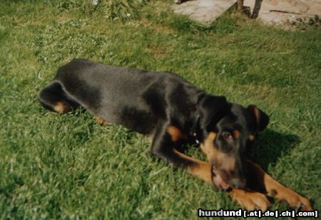 Dobermann Hunde Foto 26539 Dobermann Speedy mit 4 Monaten